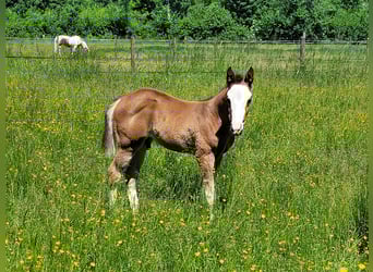 Paint Horse, Hengst, , Overo-alle-Farben