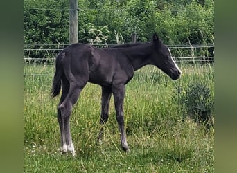 Paint Horse, Hengst, , Rappe