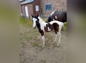 Paint Horse, Hengst, , Tobiano-alle-Farben