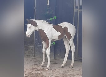 Paint Horse, Hengst, Fohlen (03/2024), Tobiano-alle-Farben