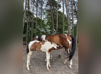 Paint Horse, Hengst, , Tobiano-alle-Farben