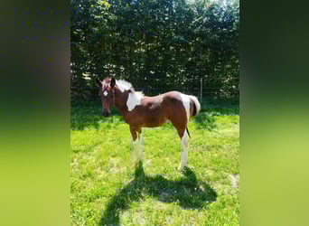 Paint Horse, Hengst, Fohlen (06/2025)