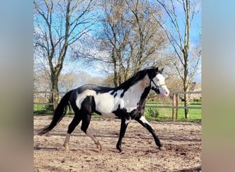 Paint Horse, Hengst, 4 Jahre, 155 cm, Overo-alle-Farben