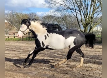 Paint Horse, Hengst, 4 Jahre, 155 cm, Overo-alle-Farben