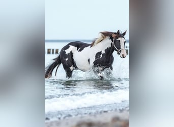 Paint Horse, Hengst, 8 Jahre, 152 cm, Rappe