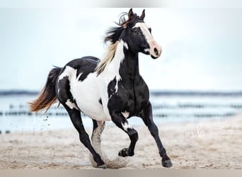 Paint Horse, Hengst, 8 Jahre, 152 cm, Rappe
