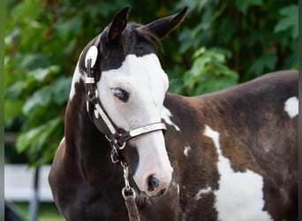 Paint Horse, Hengst, 8 Jahre, 152 cm, Rappe