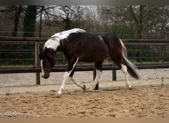 Paint Horse, Hengst, 5 Jahre, 158 cm, Tobiano-alle-Farben