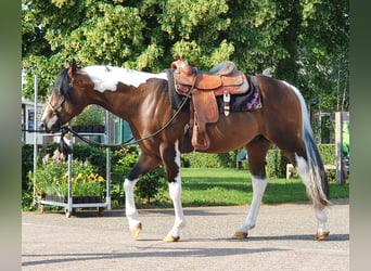 Paint Horse, Hengst, 5 Jahre, 158 cm, Tobiano-alle-Farben
