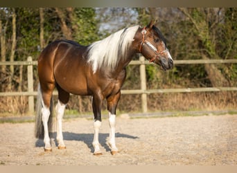 Paint Horse, Hengst, 6 Jahre, 158 cm, Tobiano-alle-Farben