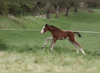 Paint Horse, Hengst, , 150 cm, Bruin