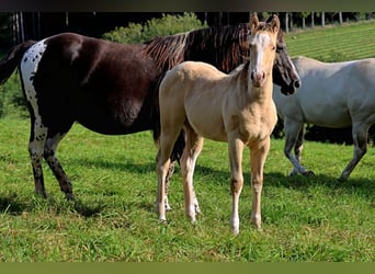 Paint Horse, Hengst, veulen (05/2023), 150 cm, Champagne