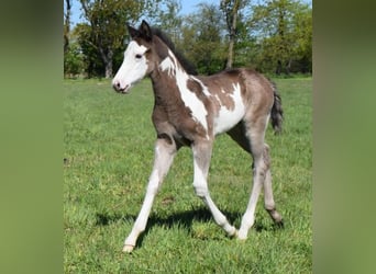 Paint Horse, Hengst, , 150 cm, Overo-alle-kleuren