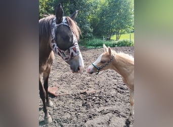 Paint Horse Mix, Hengst, Veulen (07/2025), 150 cm, Palomino
