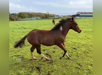 Paint Horse, Hengst, veulen (05/2023), 150 cm, Tobiano-alle-kleuren