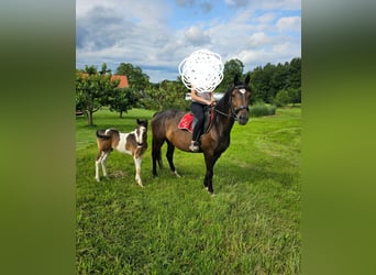 Paint Horse Mix, Hengst, veulen (06/2024), 152 cm, Tobiano-alle-kleuren