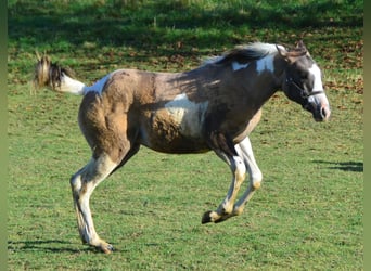 Paint Horse, Hengst, veulen (04/2023), 154 cm, Grullo
