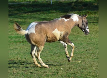 Paint Horse, Hengst, veulen (04/2023), 154 cm, Grullo