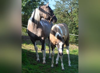 Paint Horse, Hengst, veulen (04/2023), 154 cm, Grullo