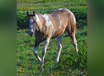 Paint Horse, Hengst, veulen (04/2023), 154 cm, Grullo