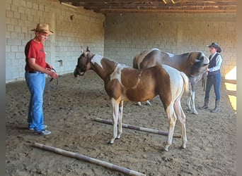 Paint Horse, Hengst, veulen (04/2023), 154 cm, Grullo