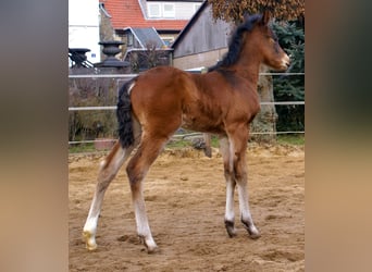 Paint Horse Mix, Hengst, , 155 cm, Bruin