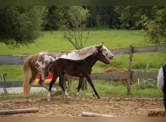 Paint Horse, Hengst, Veulen (03/2025), 155 cm, Bruin