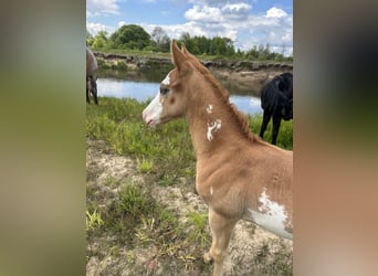 Paint Horse Mix, Hengst, Veulen (04/2025), 155 cm, Overo-alle-kleuren