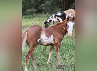 Paint Horse Mix, Hengst, Veulen (04/2025), 155 cm, Overo-alle-kleuren