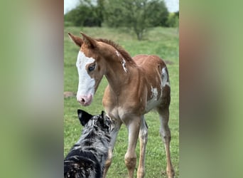 Paint Horse Mix, Hengst, Veulen (04/2025), 155 cm, Overo-alle-kleuren