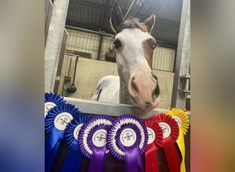 Paint Horse, Hengst, veulen (05/2023), 155 cm, Overo-alle-kleuren