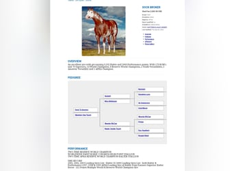 Paint Horse, Hengst, veulen (04/2023), 155 cm, Zwartbruin