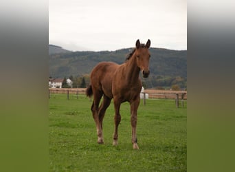 Paint Horse Mix, Hengst, veulen (06/2024), Bruin