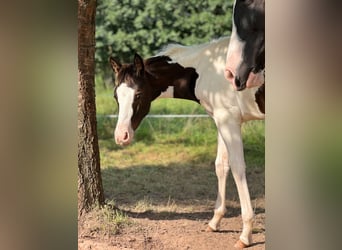 Paint Horse Mix, Hengst, veulen (05/2024)