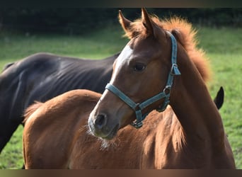 Paint Horse Mix, Hengst, Veulen (02/2025), Roodvos