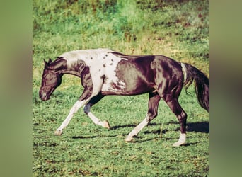 Paint Horse, Hengst, 6 Jahre