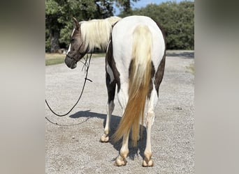 Paint Horse, Hongre, 10 Ans, 135 cm, Tobiano-toutes couleurs