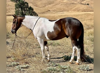 Paint Horse, Hongre, 10 Ans, 147 cm, Tobiano-toutes couleurs