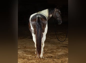 Paint Horse, Hongre, 10 Ans, 147 cm, Tobiano-toutes couleurs