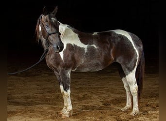 Paint Horse, Hongre, 10 Ans, 147 cm, Tobiano-toutes couleurs