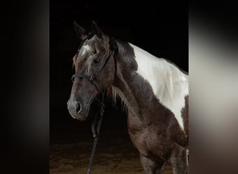 Paint Horse, Hongre, 10 Ans, 147 cm, Tobiano-toutes couleurs
