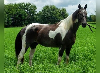 Paint Horse, Hongre, 10 Ans, 147 cm, Tobiano-toutes couleurs