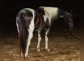 Paint Horse, Hongre, 10 Ans, 147 cm, Tobiano-toutes couleurs