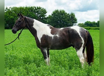 Paint Horse, Hongre, 10 Ans, 147 cm, Tobiano-toutes couleurs