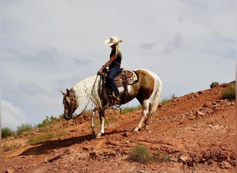 Paint Horse, Hongre, 10 Ans, 150 cm, Tobiano-toutes couleurs