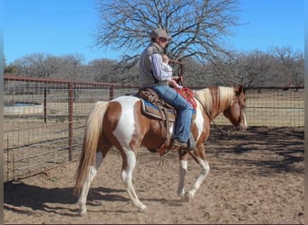 Paint Horse, Hongre, 10 Ans, 150 cm, Tobiano-toutes couleurs