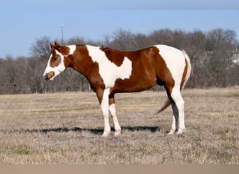 Paint Horse, Hongre, 10 Ans, 150 cm, Tobiano-toutes couleurs