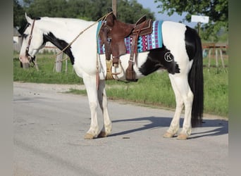 Paint Horse, Hongre, 10 Ans, 152 cm, Tobiano-toutes couleurs