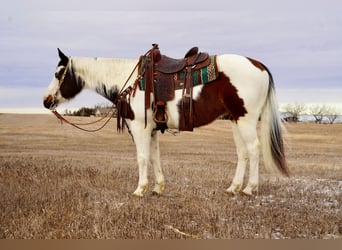 Paint Horse, Hongre, 10 Ans, 152 cm