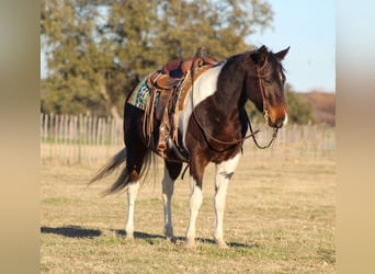 Paint Horse, Hongre, 10 Ans, 152 cm